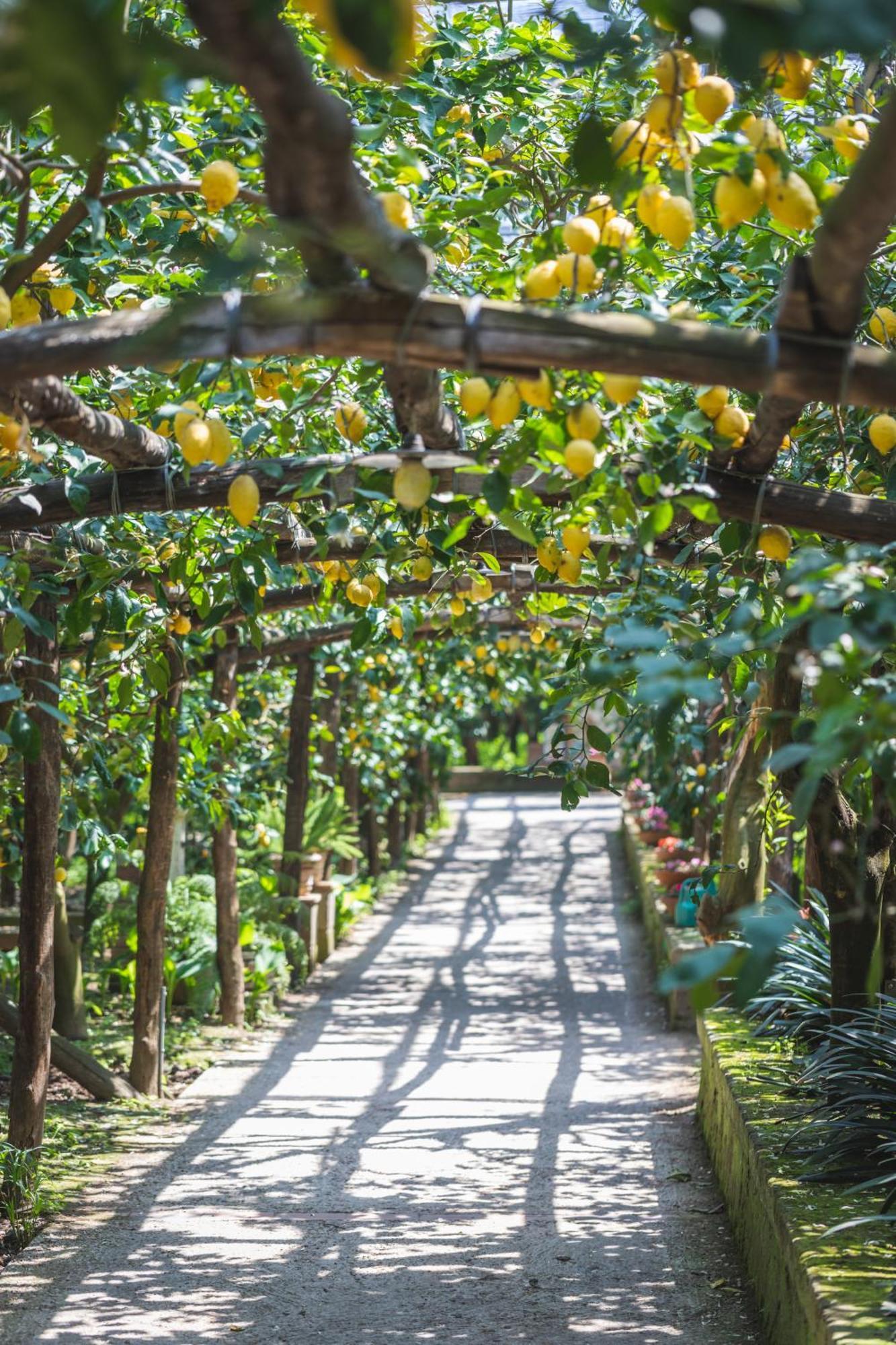 Agriturismo Il Giardino Di Vigliano Massa Lubrense Exterior foto